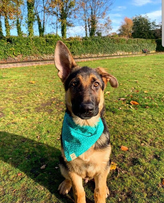 Polka dot dog bandana sale