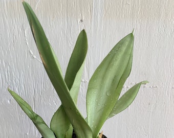 Sansevieria trifasciata 'Moonshine' House Plant - Live Rooted Plant (Ships bare root)