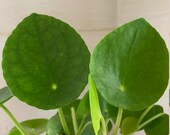 Pilea peperomioides Houseplant - Chines Money House Plant - Live Rooted Plant