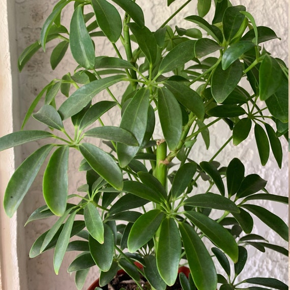 Umbrella Tree Houseplant Schefflera House Plant | Etsy