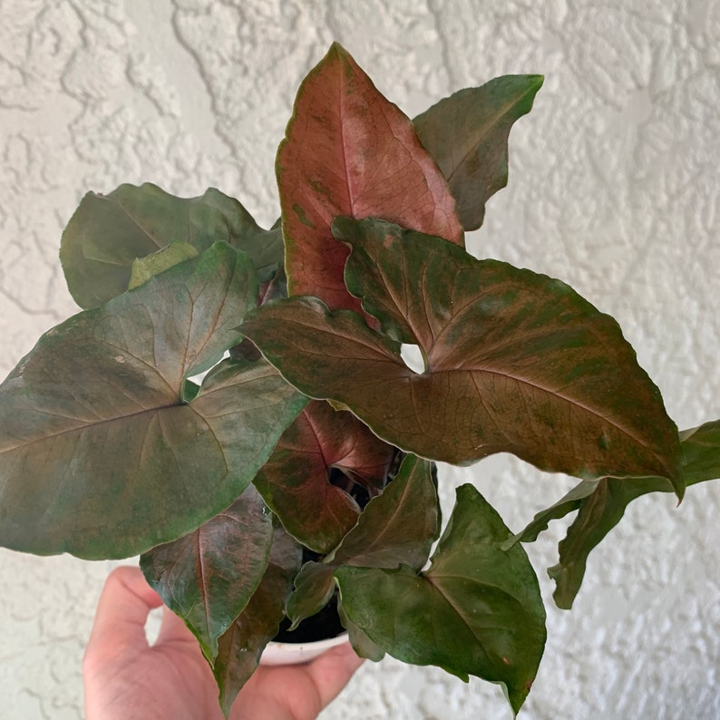 Syngonium �Merry Maria� Houseplant Arrowhead House Etsy