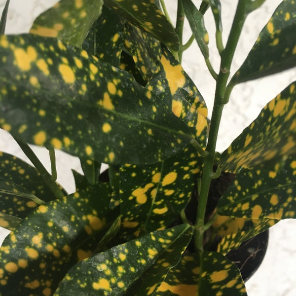 Gold Dust Croton Houseplant - Codiaeum spp. House Plant - Rooted Houseplant