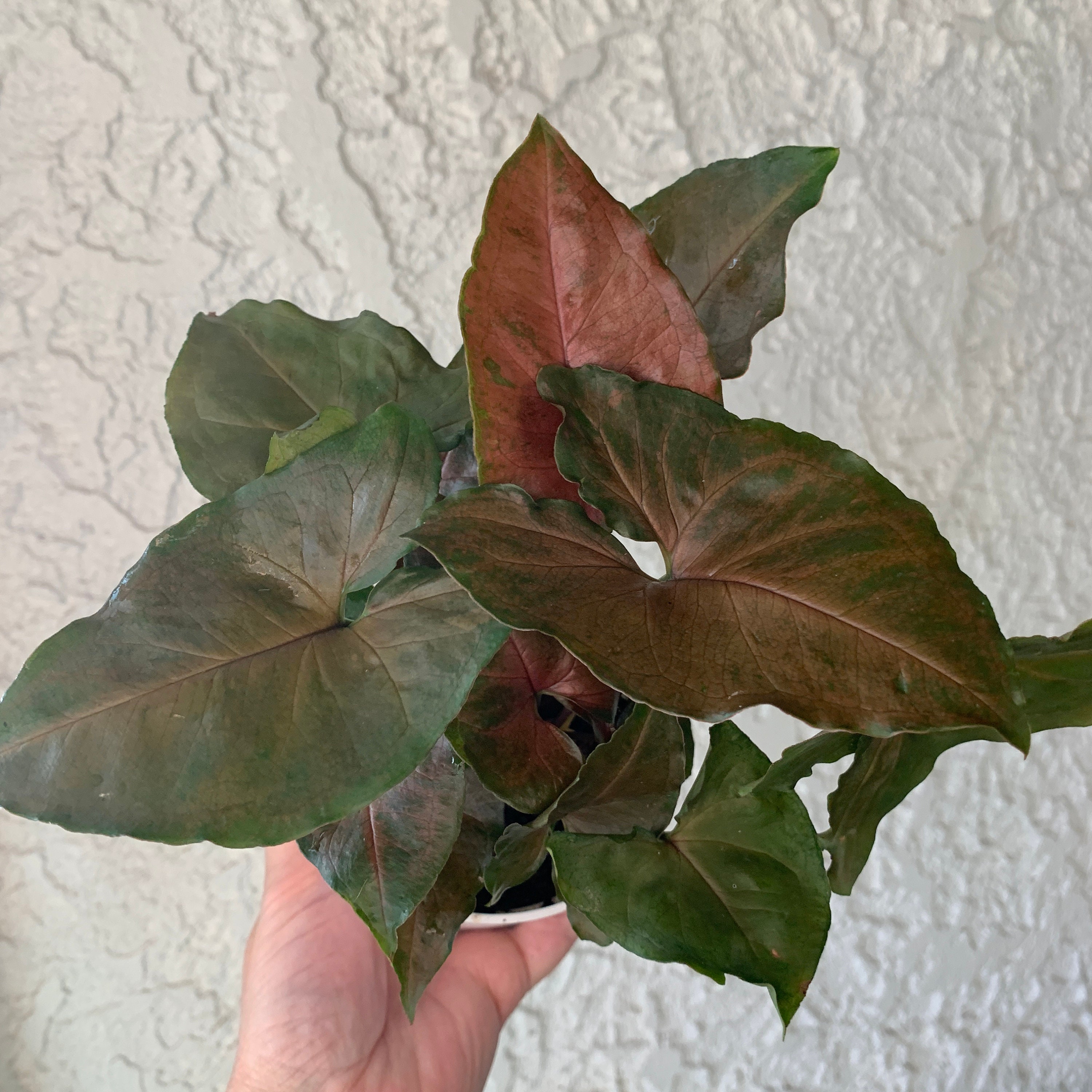 Syngonium �Merry Maria� Houseplant Arrowhead House Etsy