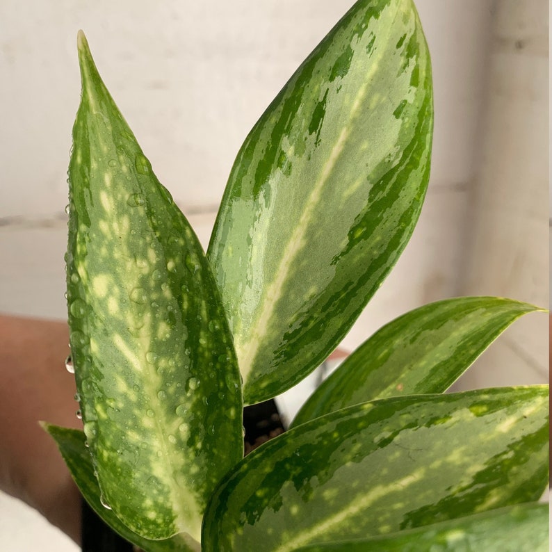  Aglaonema White Rain  House Plant Chinese Evergreen Etsy