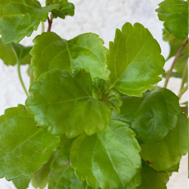 Creeping Charlie House Plant Swedish Ivy Plant Etsy