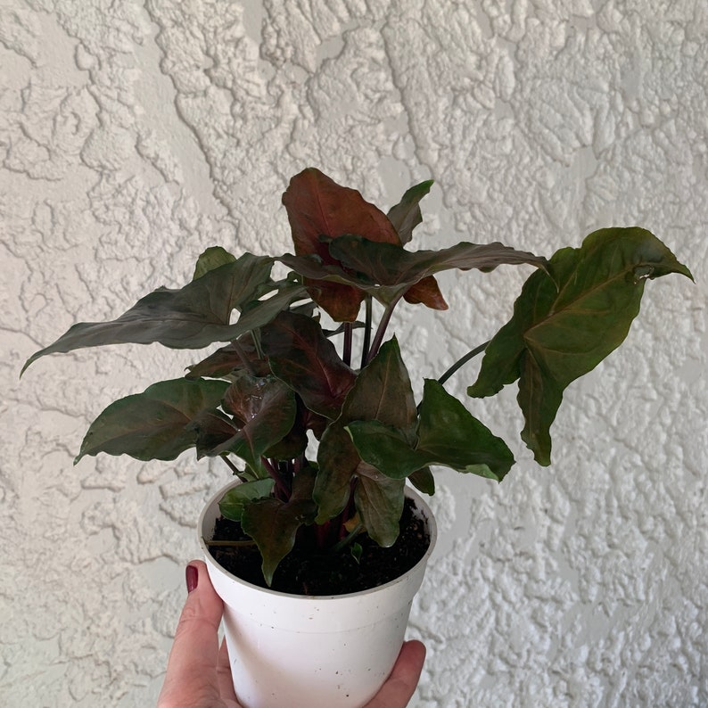 Syngonium �Merry Maria� Houseplant Arrowhead House Etsy