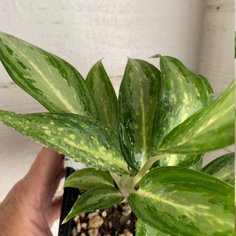  Aglaonema White Rain  House Plant Chinese Evergreen Etsy