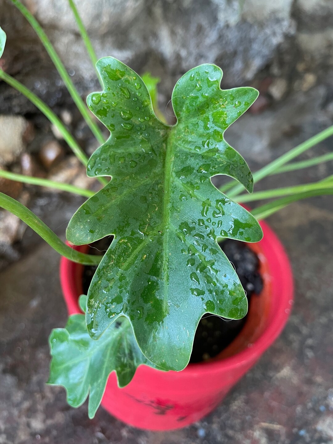 Philodendron Xanadu House Plant Philodendron Bipinnatifidum Etsy