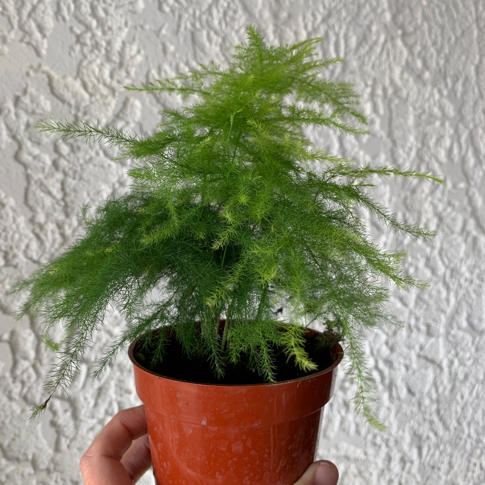 Asparagus Fern House Plant Asparagus setaceus Plumrose Etsy