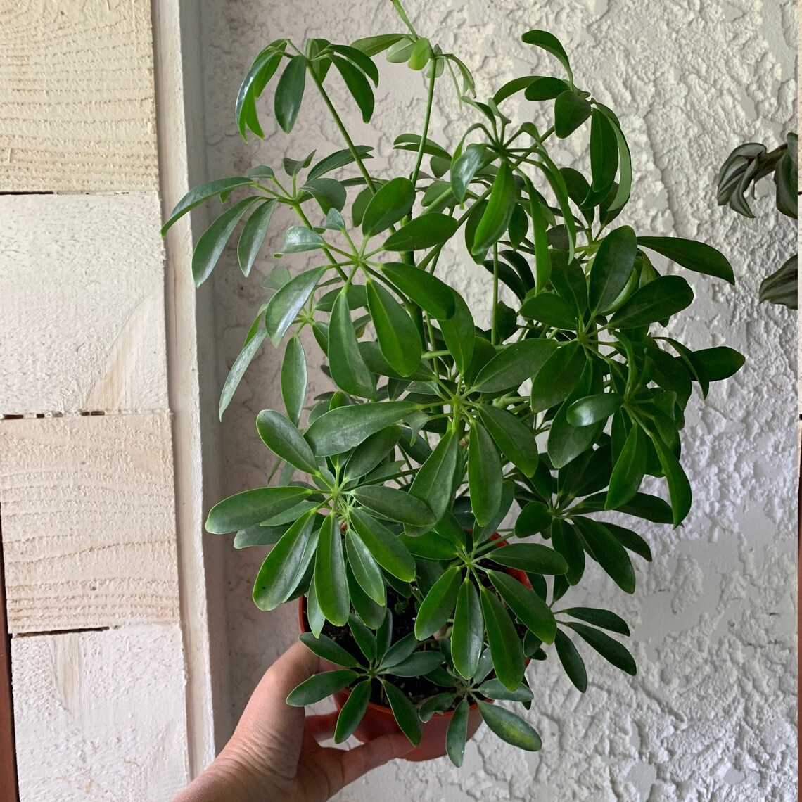 Umbrella Tree Houseplant Schefflera House Plant Etsy