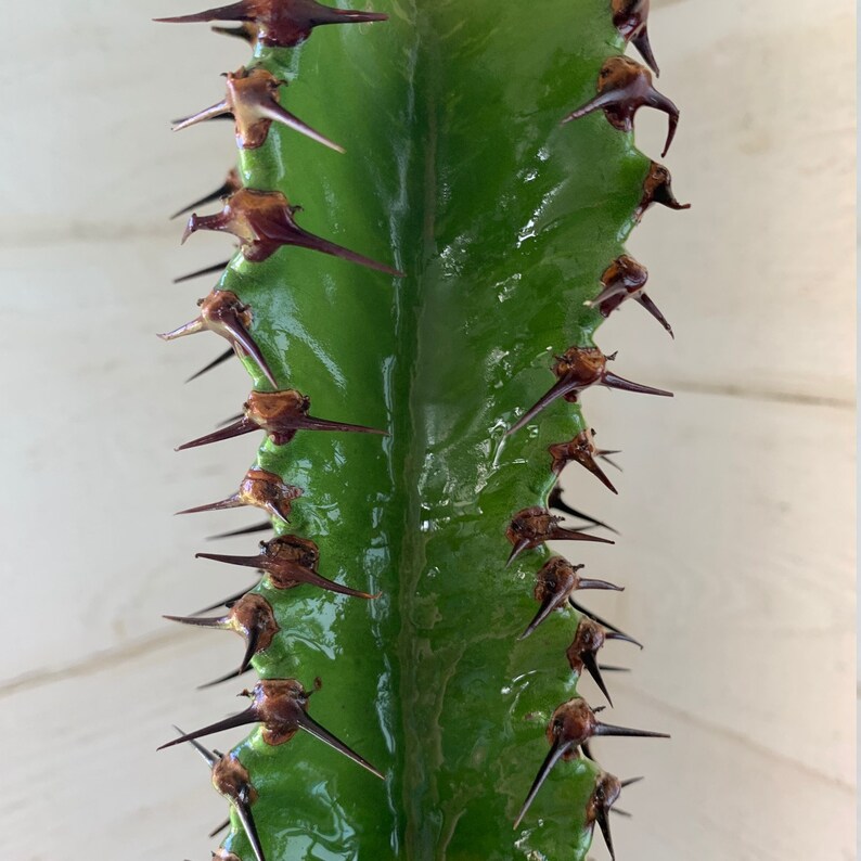 Euphorbia 'Chocolate Drop' Houseplant Cacti and Etsy
