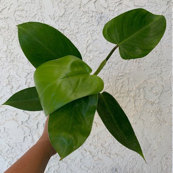 Philodendron Erubescens Imperial Green House Plant Etsy