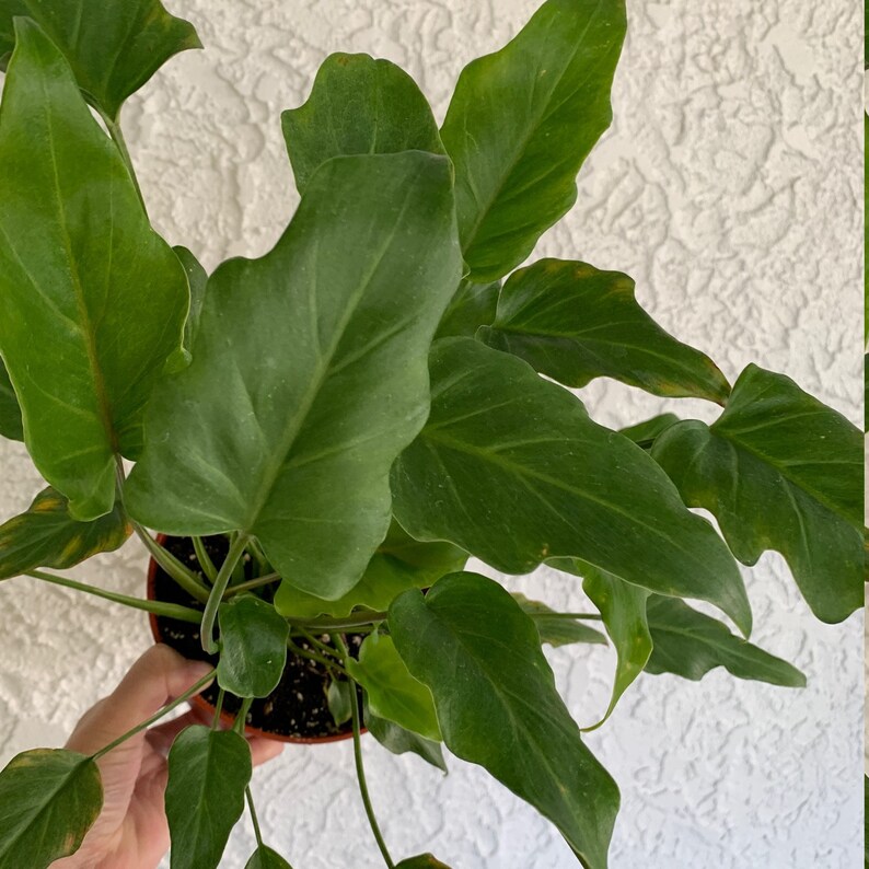 Philodendron Xanadu House Plant Philodendron Bipinnatifidum Etsy