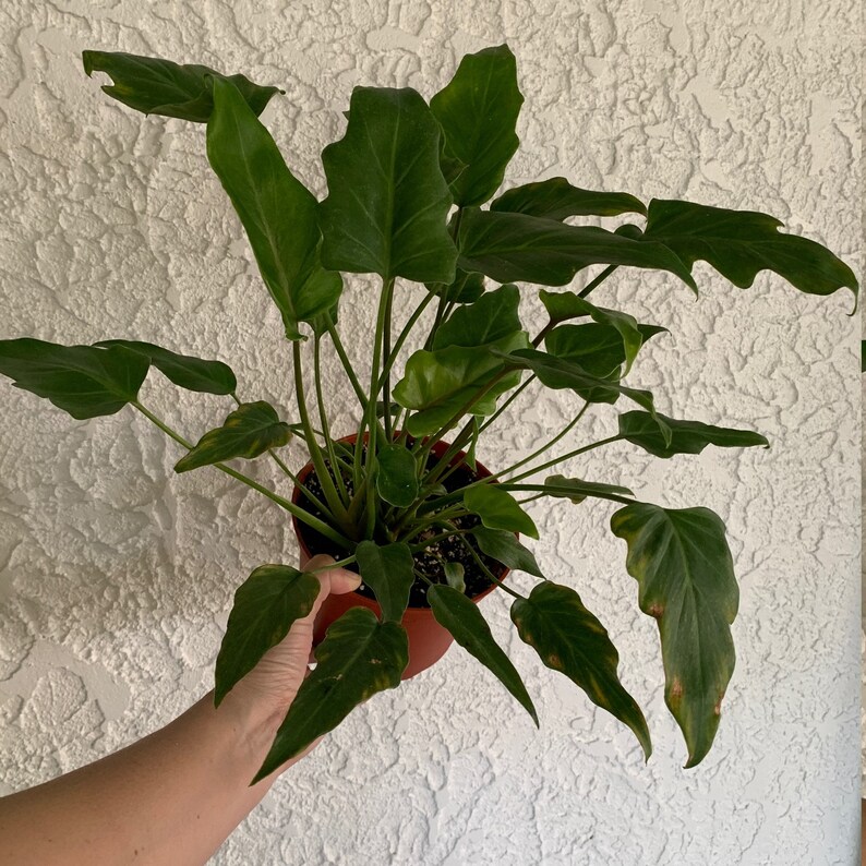 Philodendron Xanadu House Plant Philodendron Bipinnatifidum Etsy