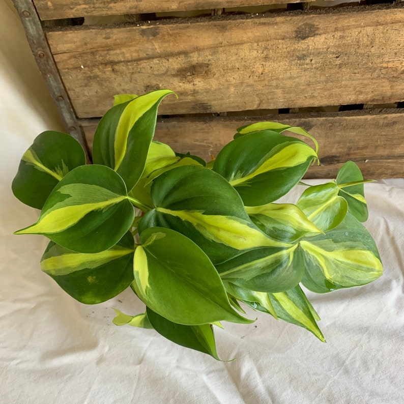 Philodendron Brasil Heartleaf Philodendron Live Rooted Etsy