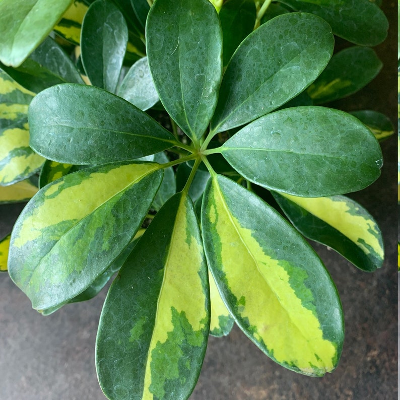 6 Variegated Schefflera Houseplant Schefflera arbicola | Etsy