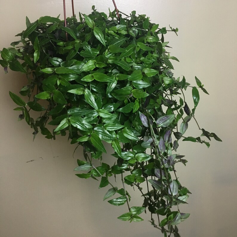 Outdoor Gardening Plants Gibasis Geniculata Rooted Houseplant Tahitian Bridal Veil