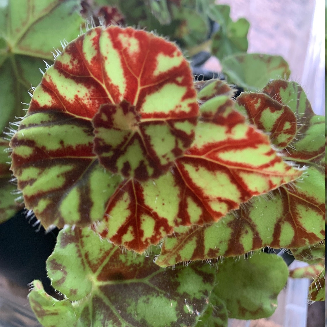 Rex Begonia 'Zumba' Houseplant Etsy