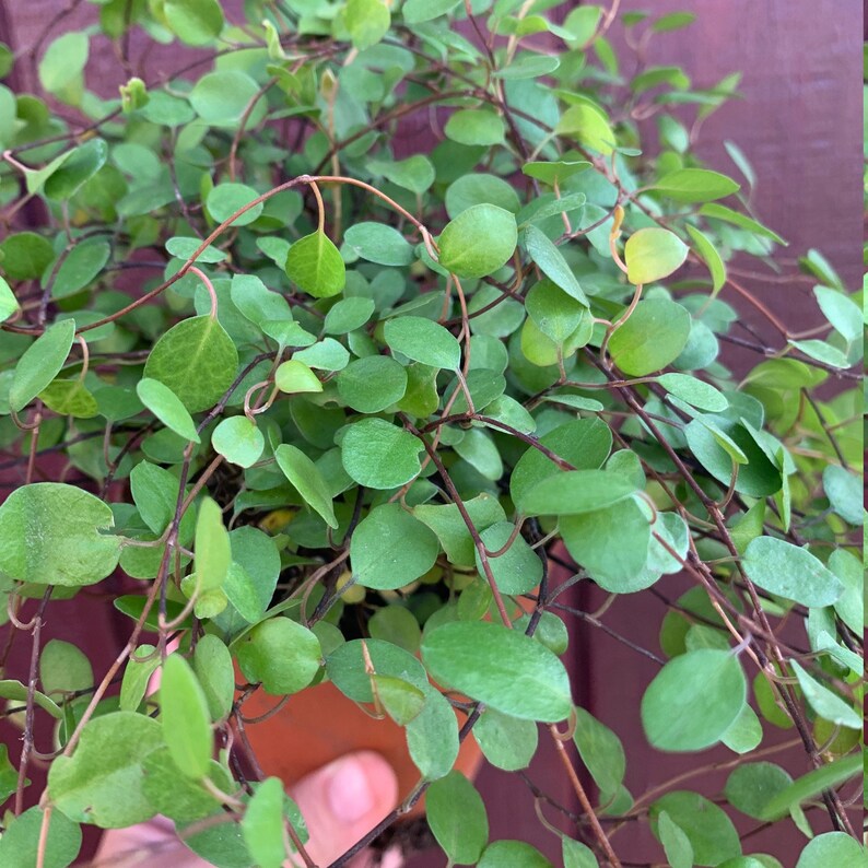 Angel Vine Houseplant Muehlenbeckia complexa Wire Vine Etsy