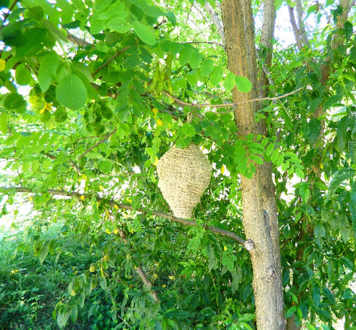 Häkeln Hornissen Nest Bienennest häkeln Garten Etsy