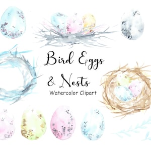Watercolor Bird Eggs and Nest Clipart, 15 Hand Painted PNG Watercolor Graphics Commercial Use, Digital Images