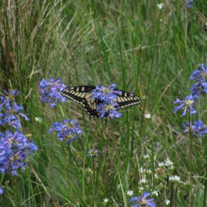 Western Tiger Swallowtail Butterfly &  Flower Photo Digital Download