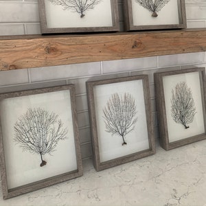 Framed Sea Fan Coral - Grey Shadowbox