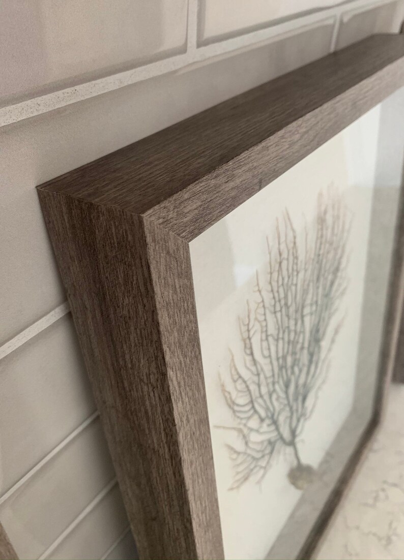 Sea Fan Shadow Box Wall Art Etsy