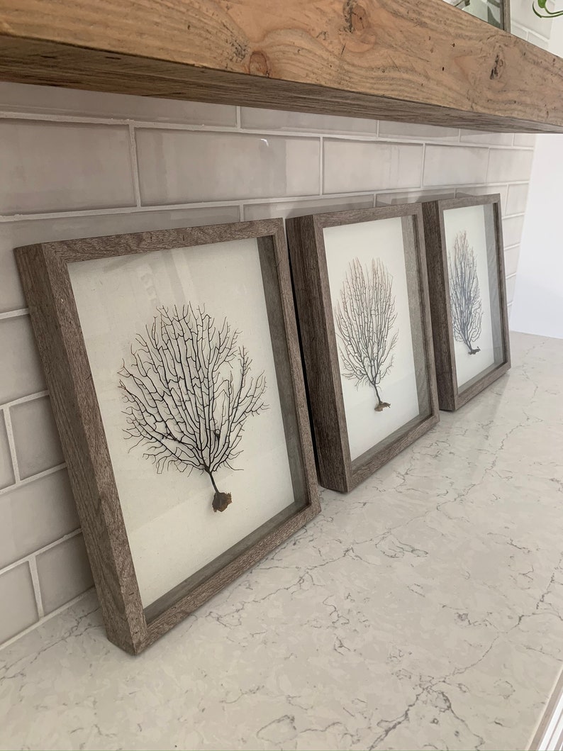 Sea Fan Shadow Box Wall Art Etsy