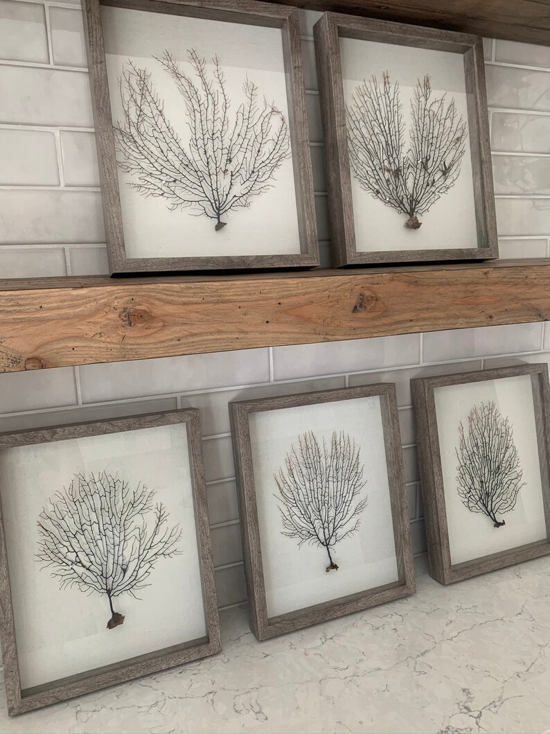 Sea Fan Shadow Box Wall Art Etsy