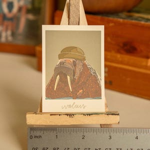 May include: A brown and white walrus wearing a green and brown helmet. The image is on a white card with the word "walrus" written in cursive below the image. The card is on a wooden easel with a ruler underneath.