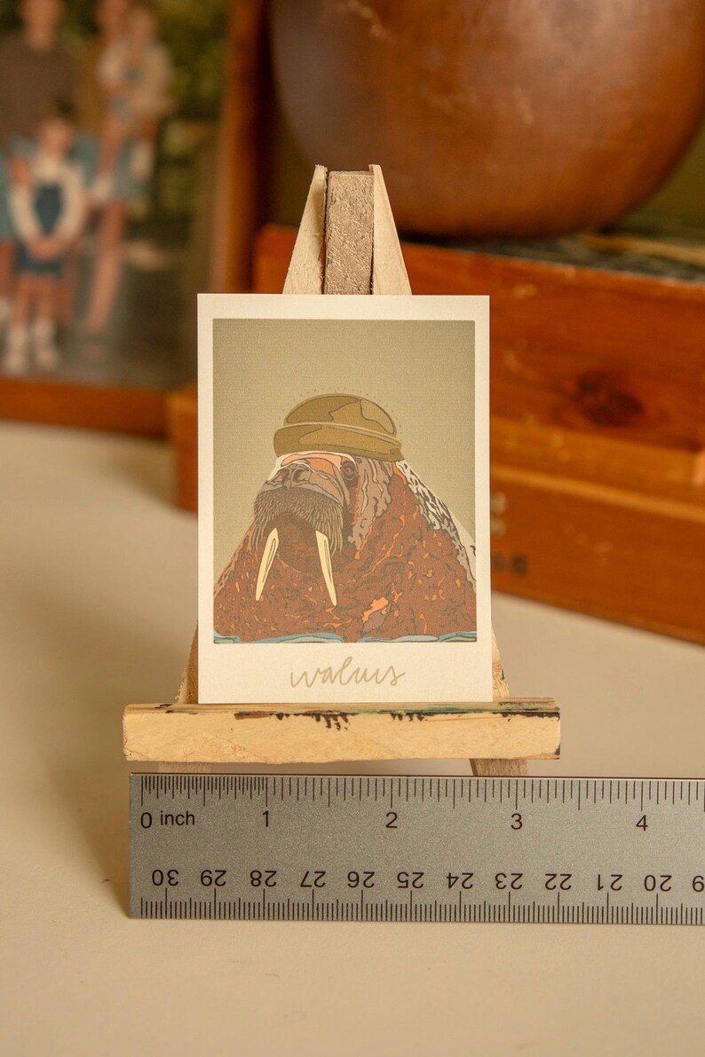 May include: A brown and white walrus wearing a green and brown helmet. The image is on a white card with the word "walrus" written in cursive below the image. The card is on a wooden easel with a ruler underneath.