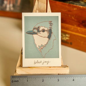 May include: An illustration of a blue jay bird on a light blue background with the text "blue jay" written in cursive below the bird.