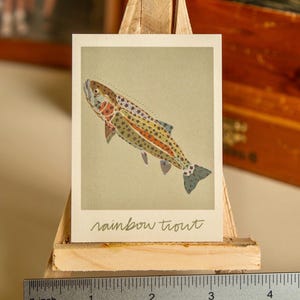 May include: A close-up of a colourful illustration of a rainbow trout fish on a light green background. The image is printed on a card with the text "rainbow trout" written in cursive below the fish.