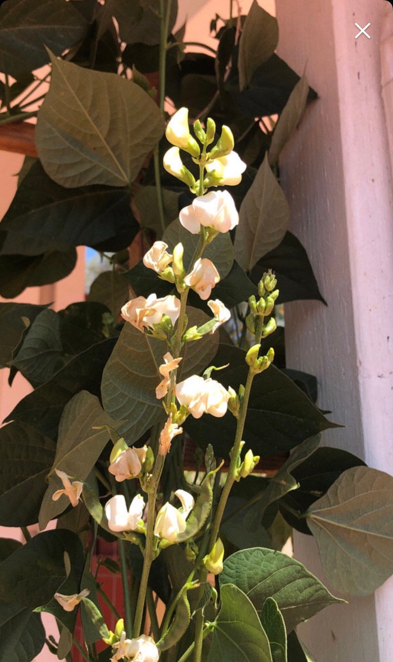 Organic Indian Flat Beans Seeds avaraikka Chikkudi Hyacinth Etsy