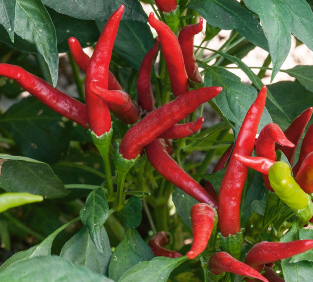 Organic Thai Chilly Seeds [HOT SPICY Chilly] - Etsy