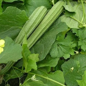 Organic Indian Ridge Gourd Seeds [Luffa Cylindrica, Beerakaya, Peerkangai, Turai, Peechinga, Sebot, Heerekayi].