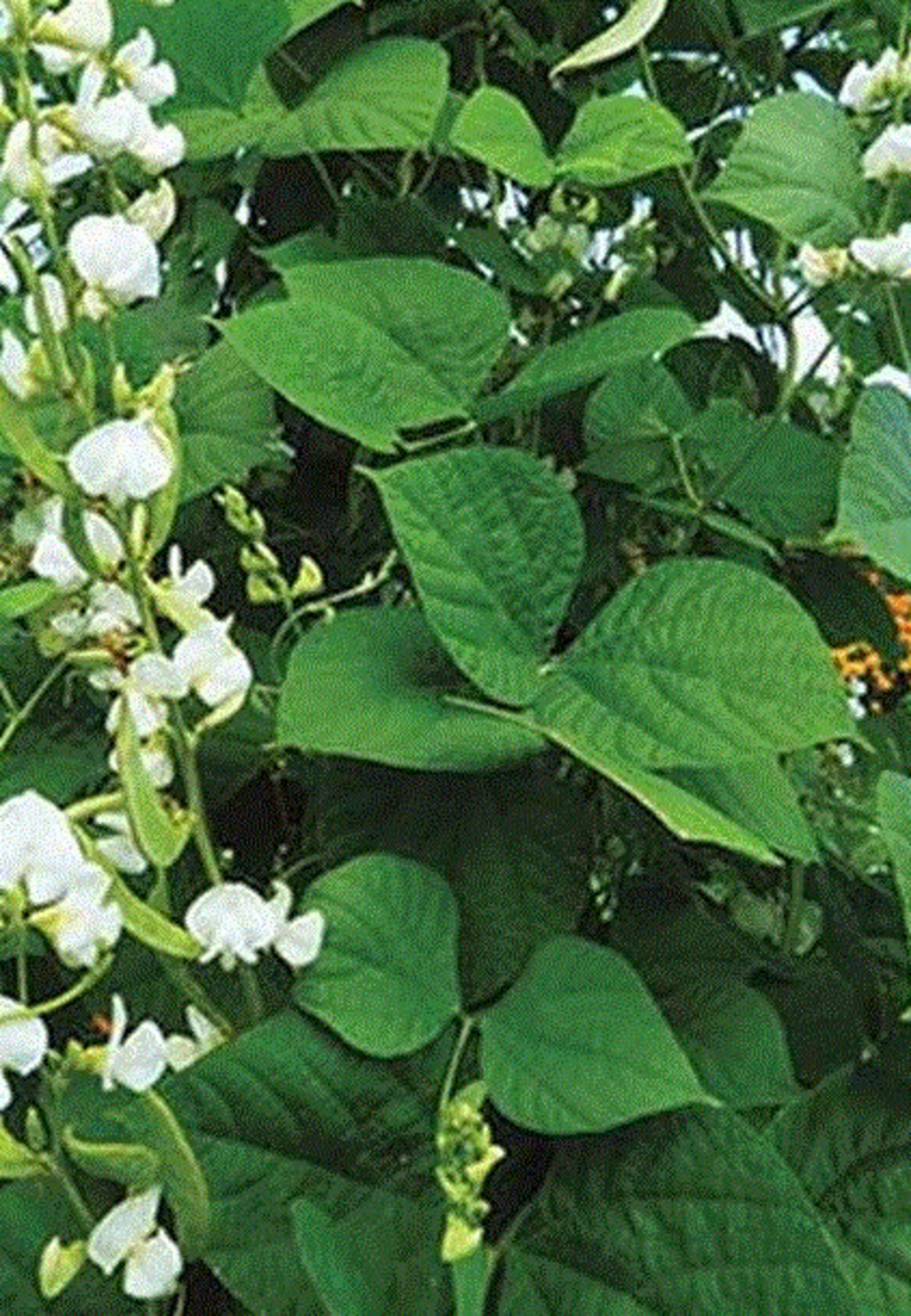 Organic Indian Flat Beans Seeds avaraikka Chikkudi Hyacinth Etsy