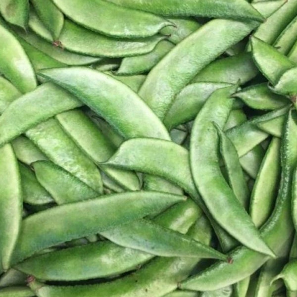 Organic Indian Flat Beans seeds [Avaraikka, Chikkudi, Hyacinth Bean,  Sem, Sheem,  val Papdi, Lablab, Avarekayi, Avara]