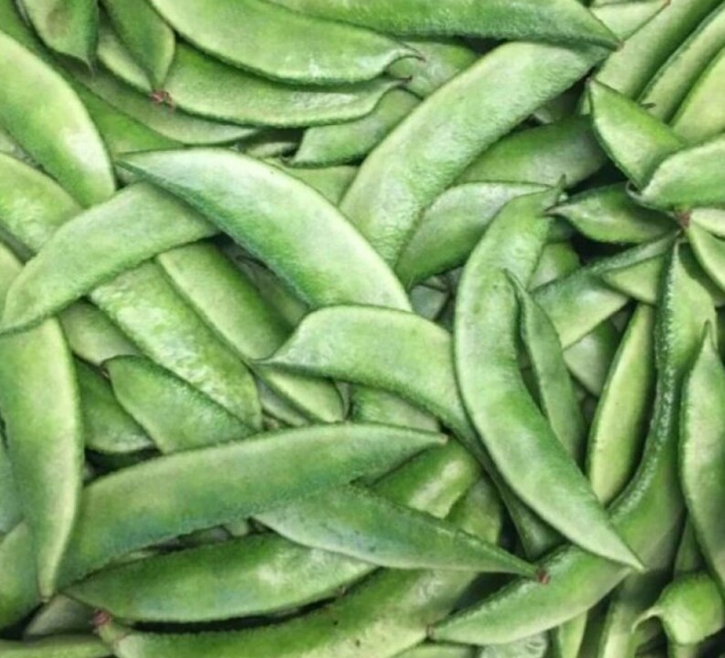 Organic Indian Flat Beans Seeds avaraikka Chikkudi Hyacinth Etsy