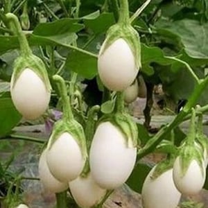 Organic WHITE Round Egg Plant [Vankaya. Kathirikkai] seeds