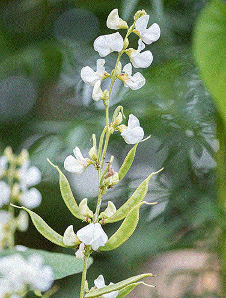 Organic Indian Flat Beans Seeds avaraikka Chikkudi Hyacinth Etsy