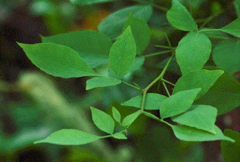 Vilvam tree seeds [vilvam, vilva, bilva, bael, Aegle Marmelos, Bengal Quince, Golden Apple, Japanese bitter orange, stone apple, wood apple] bild 1