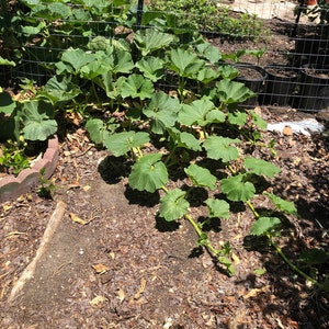 Organic Kabocha squash Green variant Gummadikaya, Parangikai image 5