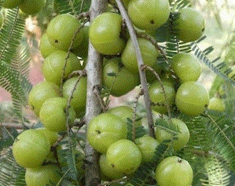 Amla Tree Seeds, Indian Gooseberry (12 Matured Seeds)
