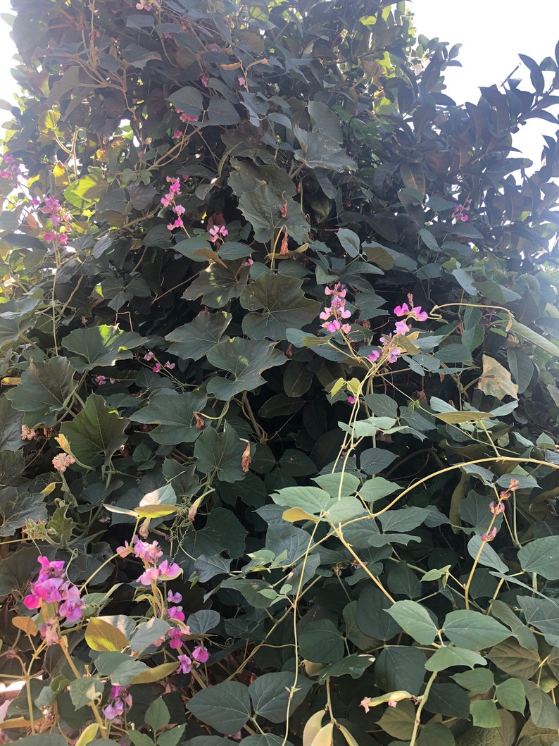 Organic Indian Flat Beans Seeds WIDE Variety avaraikka Etsy