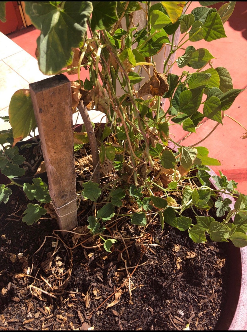 Organic Indian Flat Beans Seeds avaraikka Chikkudi Hyacinth Etsy