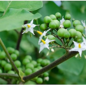 Organic Turkey berry [Sundaikka, sundekkayi, kottuvastu] - seeds