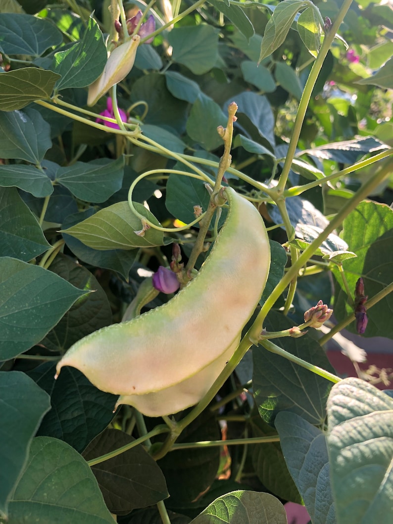 Organic Indian Flat Beans Seeds WIDE Variety avaraikka Etsy