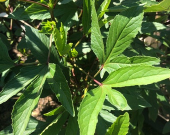 Organic Indian Gongura Seeds (Pulicha keerai, roselle plant, Hibiscus sabdariffa, Pandi)
